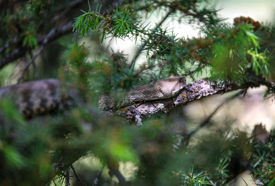Türkiye'de görüldü! Koca engerek paniği 3